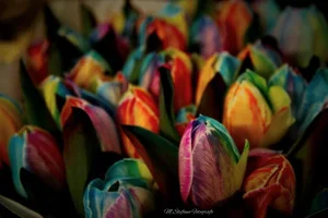Stefano Madarena – Fotografia Reportage & Event Storytelling - 9